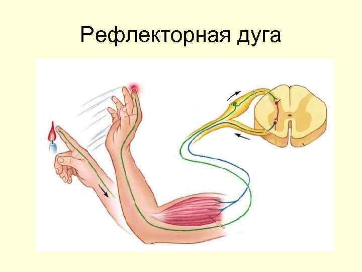Рефлекторная дуга 
