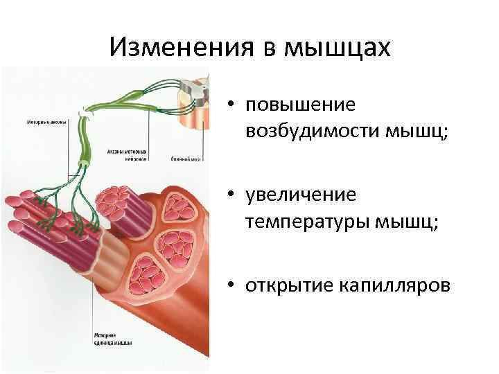 Мышцы температура