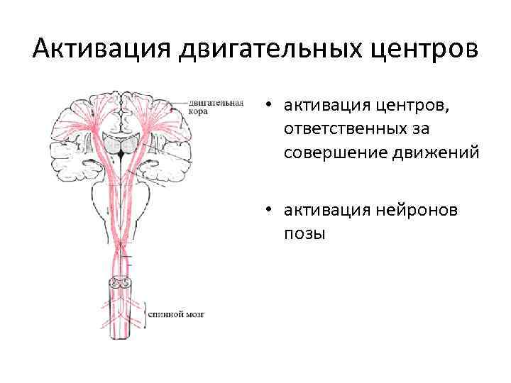 Активация двигательных центров • активация центров, ответственных за совершение движений • активация нейронов позы