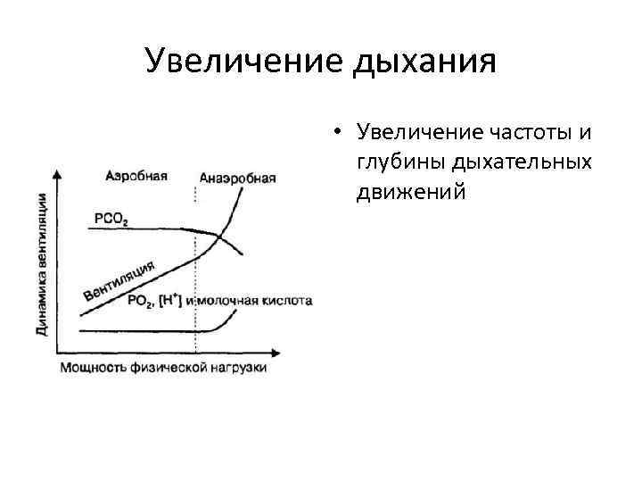 Увеличение дыхания • Увеличение частоты и глубины дыхательных движений 