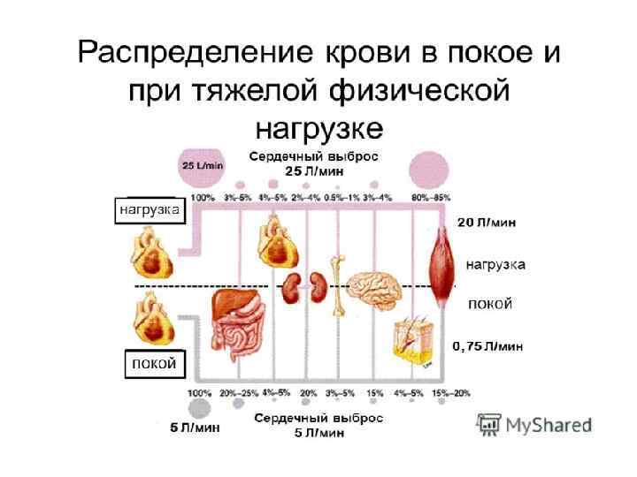 Изменения массы крови. Распределение крови по организму. Диаграмма распределения крови в организме человека. Изменение крови при физической нагрузке. Изменения в системе крови при физических нагрузках.