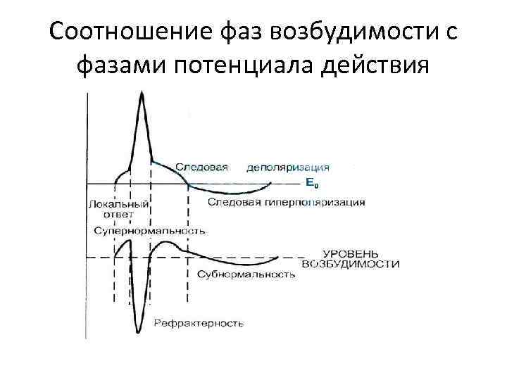 Фазы потенциала действия фазы изменения возбудимости