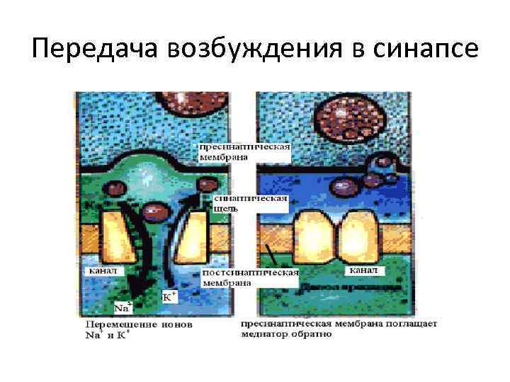 Передача возбуждения в синапсе 