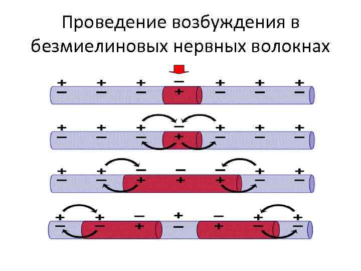 Проведение возбуждения в безмиелиновых нервных волокнах 