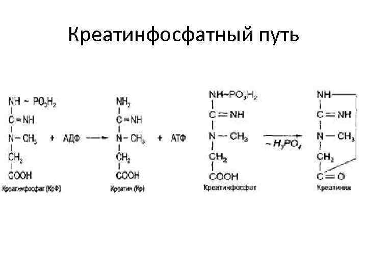 Креатинфосфатный путь 