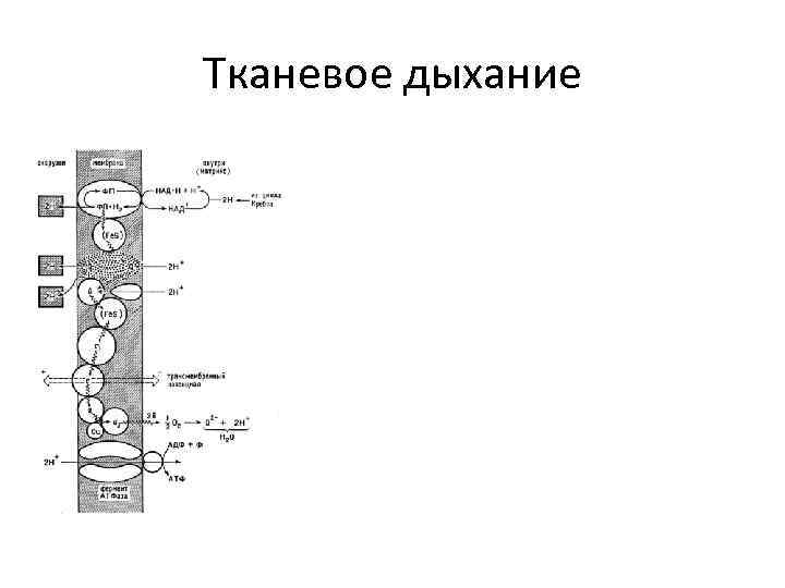 Тканевое дыхание 