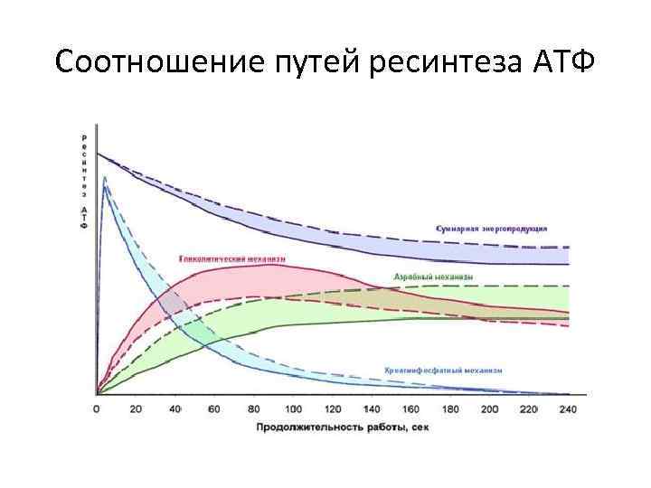 Соотношение путей ресинтеза АТФ 