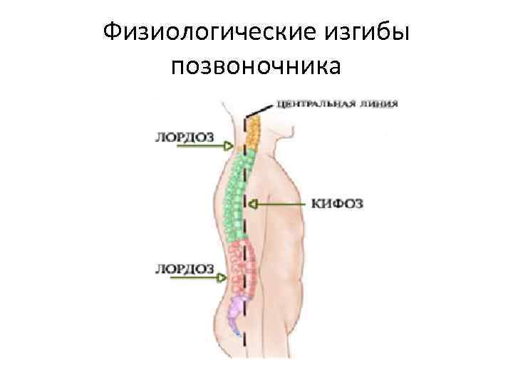 Физиологический изгиб позвоночника выпуклостью кзади называется. Физиологические изгибы позвоночника. Функциональные изгибы позвоночника. Изгибы позвоночника лордоз и кифоз. Физиологические изгибы позвонка.