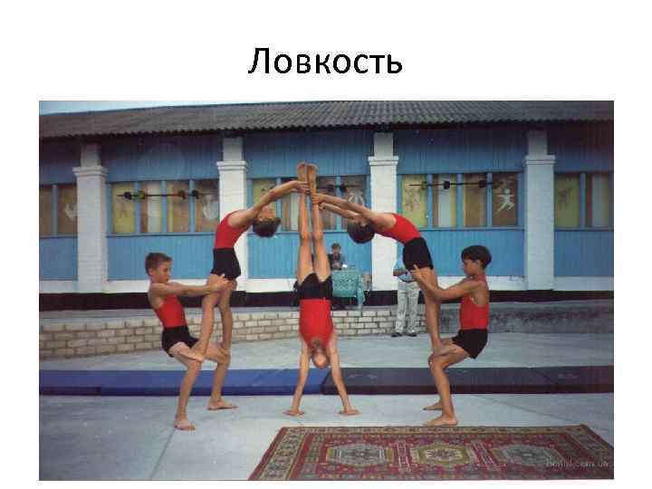 Ловкость 