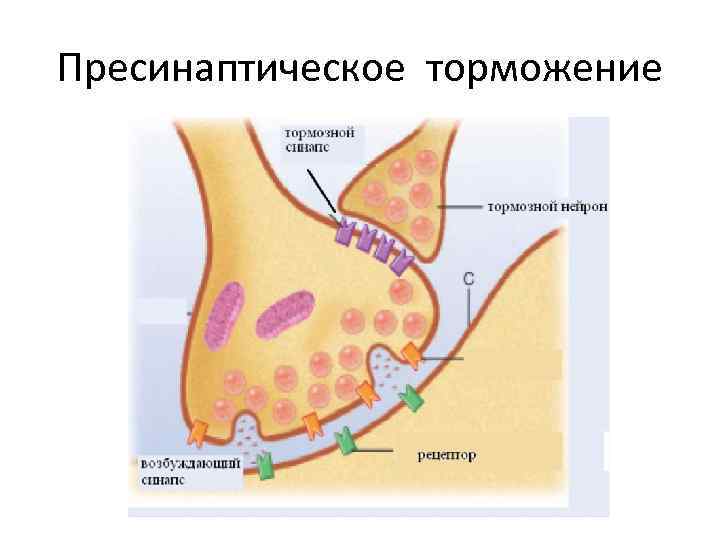 Пресинаптическое торможение 