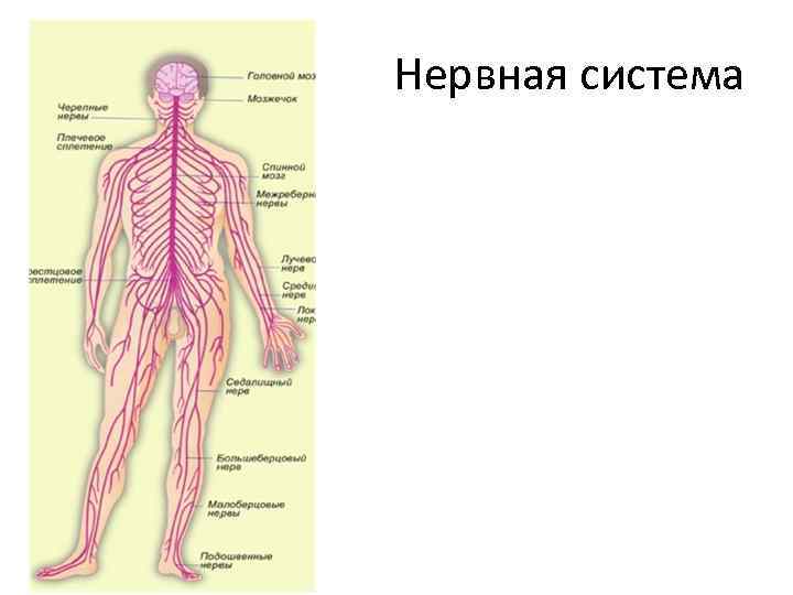 Нервная система 