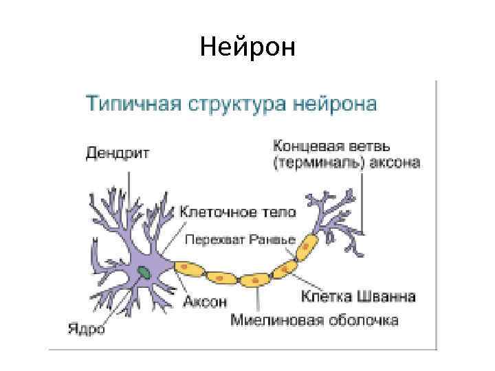 Нейрон 