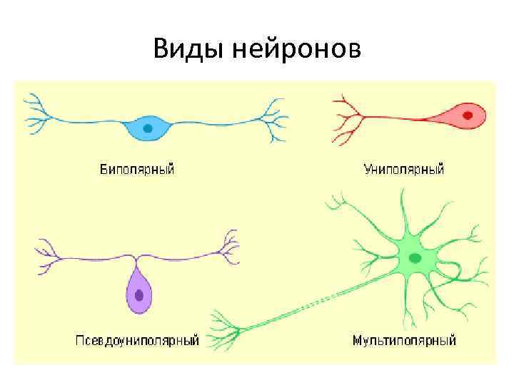 Виды нейронов рисунок