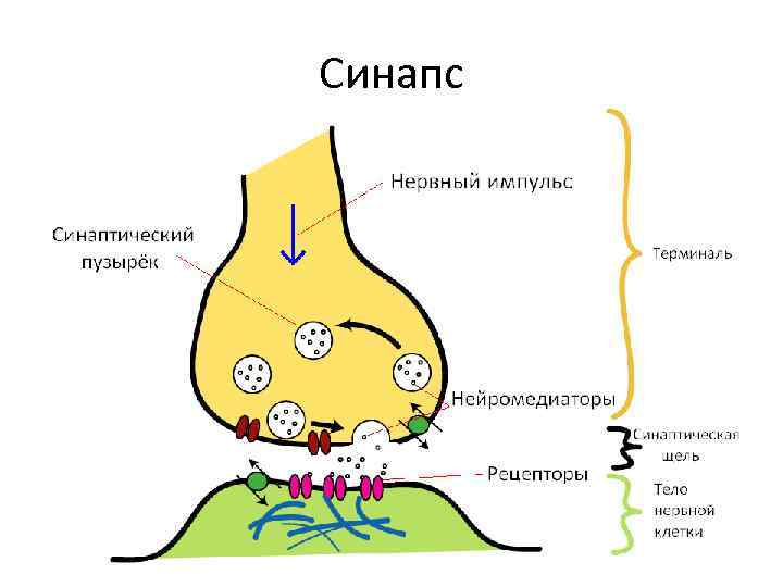 Синапс 