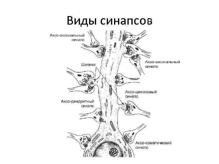 Виды синапсов 