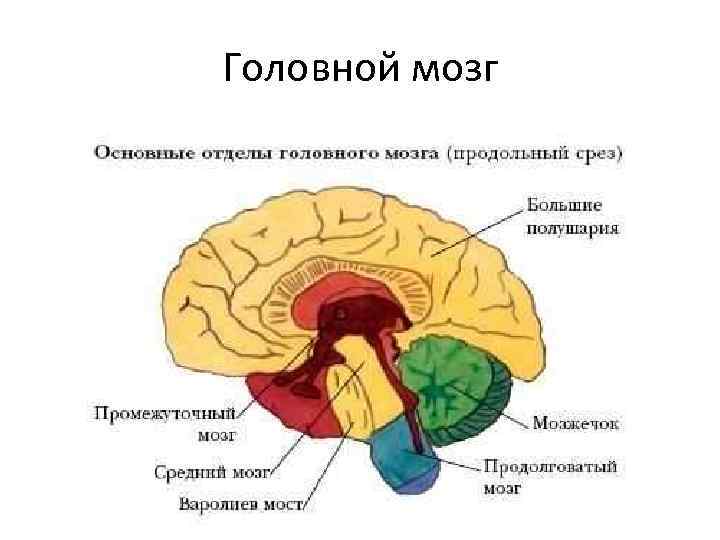 Вопросы по головному мозгу. Схема основных отделов головного мозга. Основные отделы головного мозга на продольном срезе. Основные отделы головного мозга на продольном разрезе. Промежуточный отдел головного мозга строение.