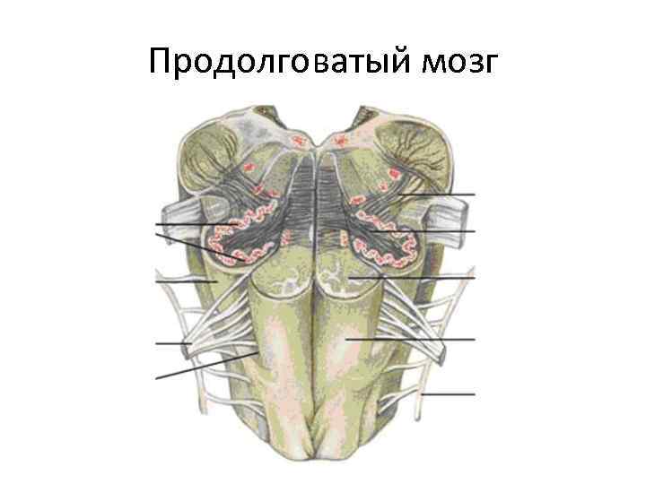 Продолговатый мозг 