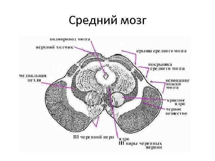 Средний мозг 