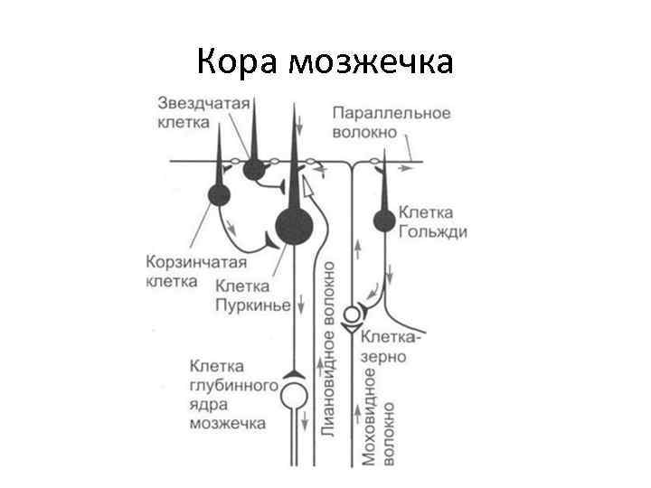 Схема мозжечка гистология