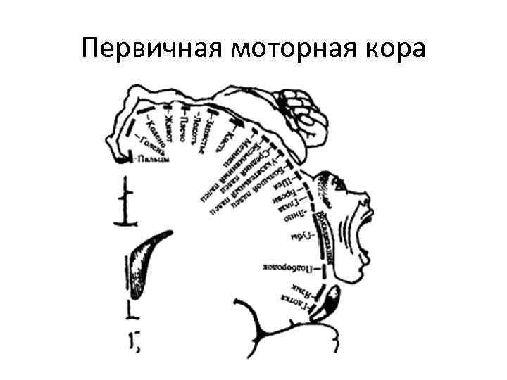 Первичная моторная кора 