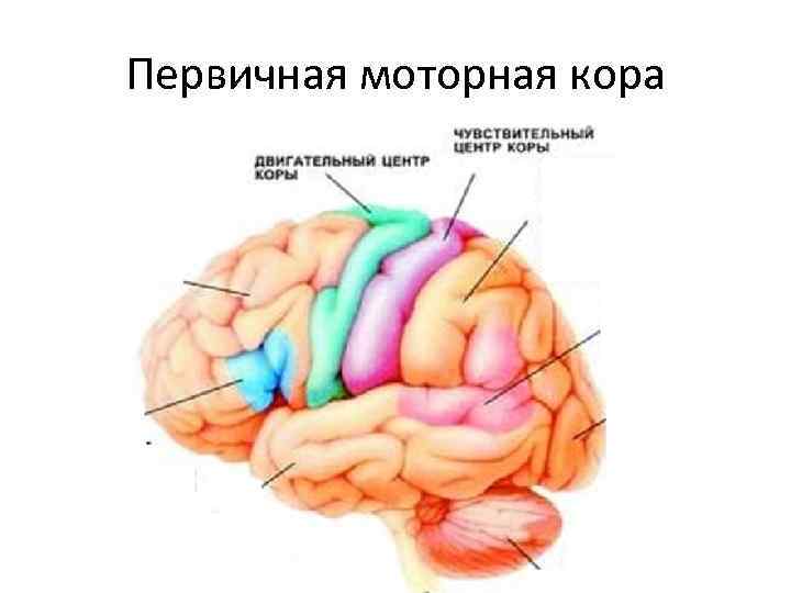 Первичная моторная кора 