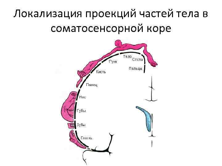Локализация проекций частей тела в соматосенсорной коре 