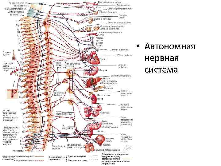  • Автономная нервная система 