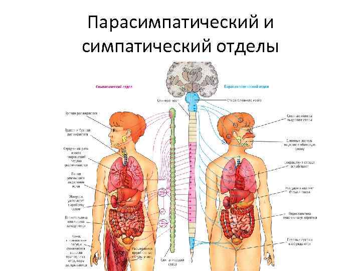 Парасимпатический и симпатический отделы 