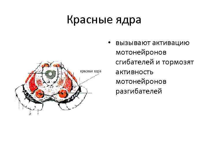 Красное ядро. Красное ядро среднего мозга. Красное ядро и черная субстанция среднего мозга. Функции красного ядра среднего мозга. Красное ядро функции.