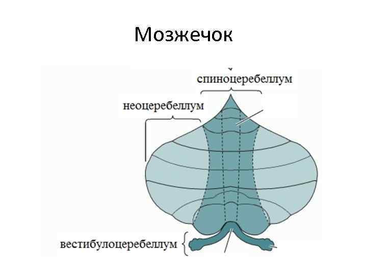 Мозжечок 