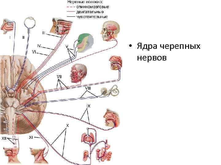  • Ядра черепных нервов 