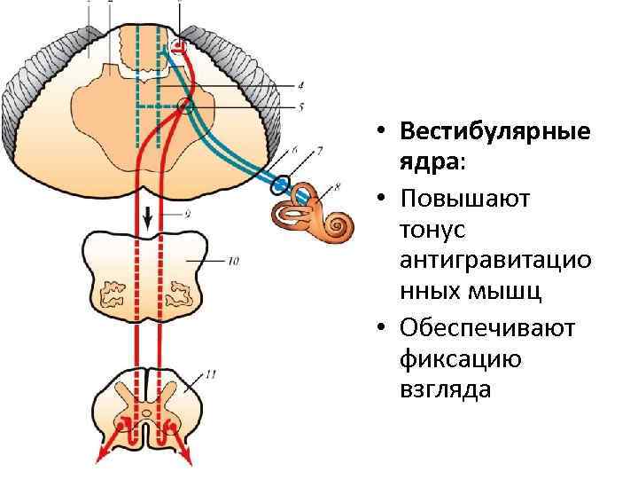 Проводящий анализатор. Проводящий путь статокинетического анализатора схема. Проводящий путь вестибулярного анализатора анатомия. Путь вестибулярного анализатора схема. Проводящий путь вестибулярного аппарата схема.