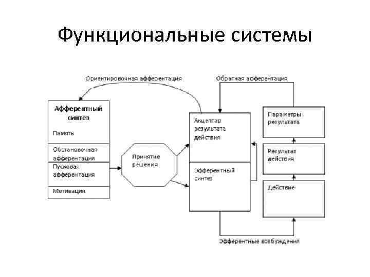 Функциональные системы 