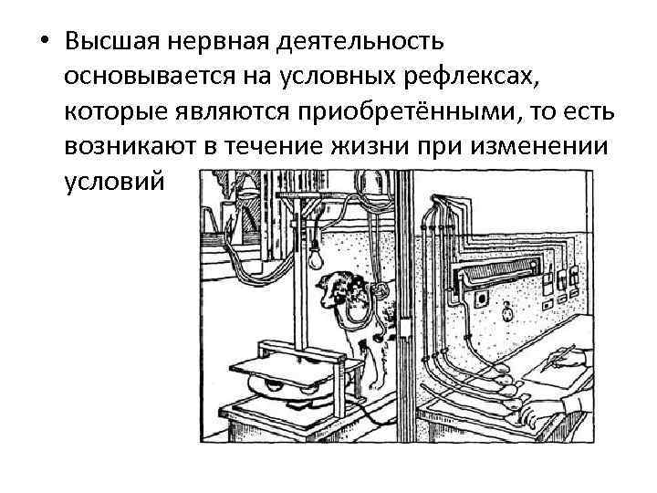  • Высшая нервная деятельность основывается на условных рефлексах, которые являются приобретёнными, то есть