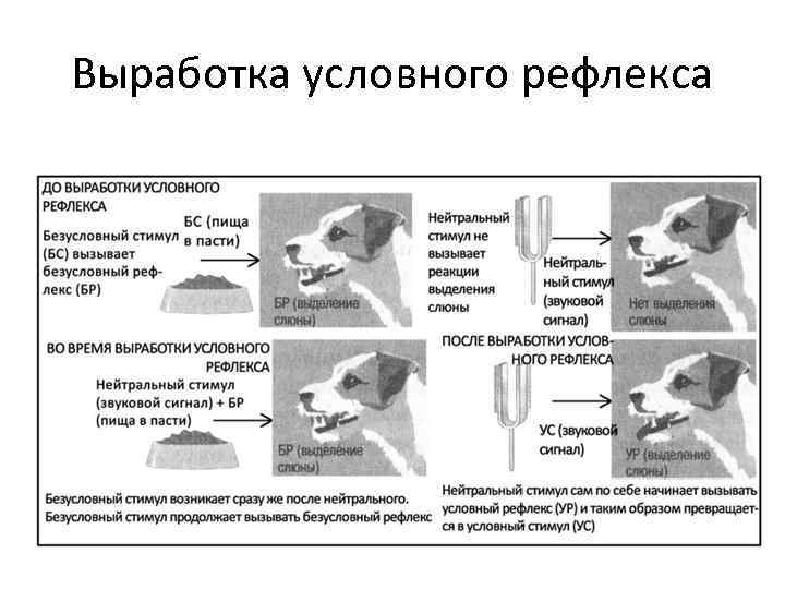 Выработка условного рефлекса 