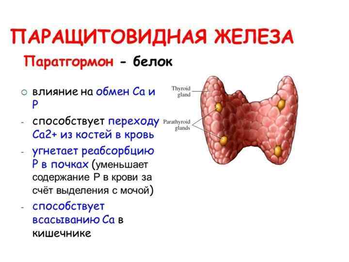 Паратгормон паращитовидные железы