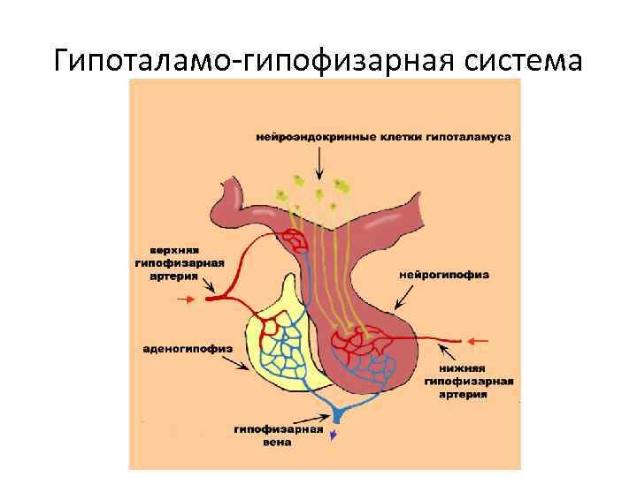 Гипоталамо-гипофизарная система 