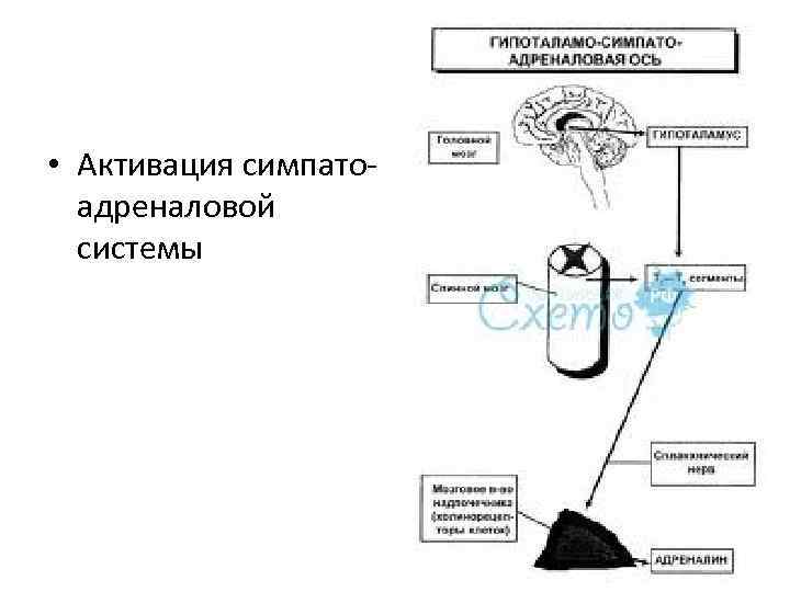 Симпатоадреналовая система схема