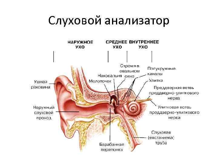 Какой цифрой на рисунке обозначена часть слухового анализатора превращающая звуковые