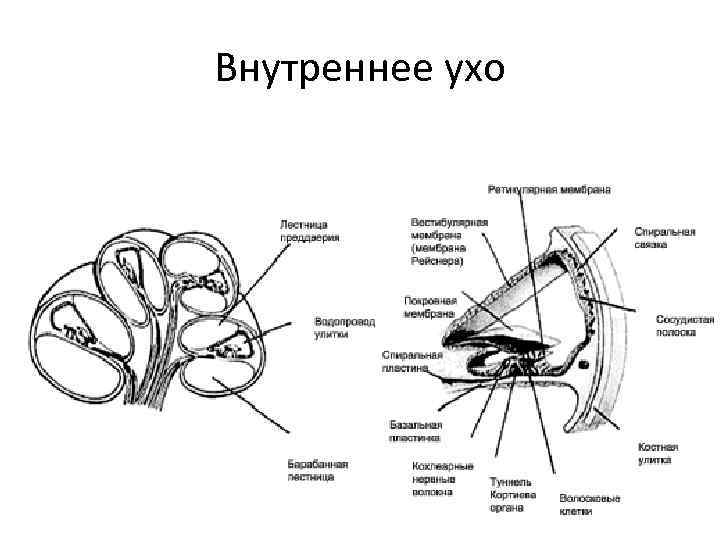 Внутреннее ухо схема