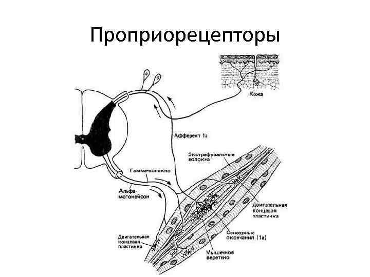 План строения анализаторов