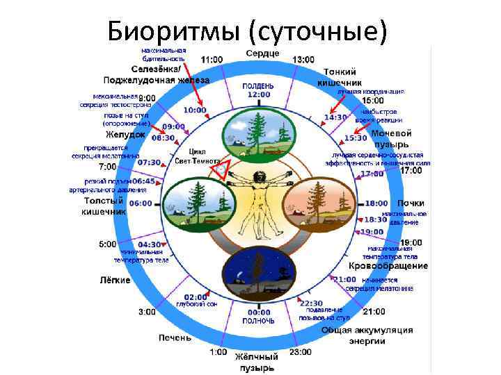 Биоритмы (суточные) 