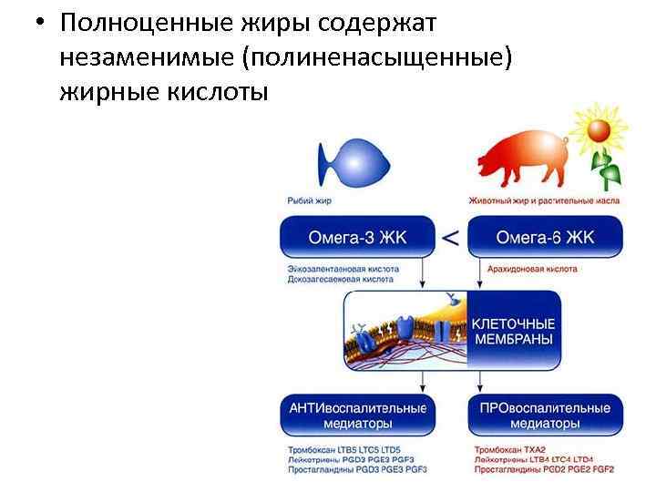  • Полноценные жиры содержат незаменимые (полиненасыщенные) жирные кислоты 