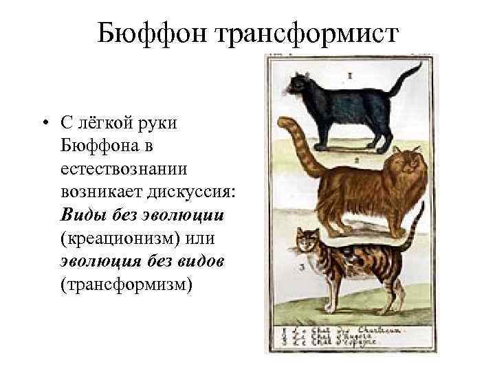 Бюффон трансформист • С лёгкой руки Бюффона в естествознании возникает дискуссия: Виды без эволюции