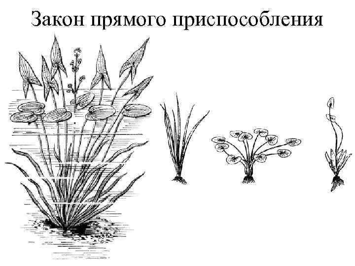 Закон прямого приспособления 