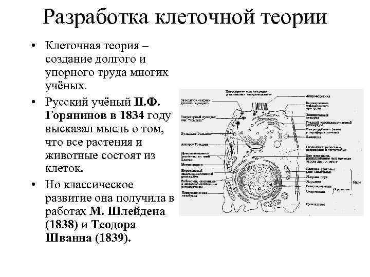 Разработка клеточной теории • Клеточная теория – создание долгого и упорного труда многих учёных.