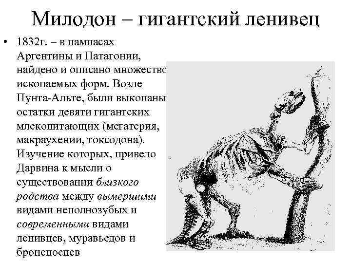 Милодон – гигантский ленивец • 1832 г. – в пампасах Аргентины и Патагонии, найдено