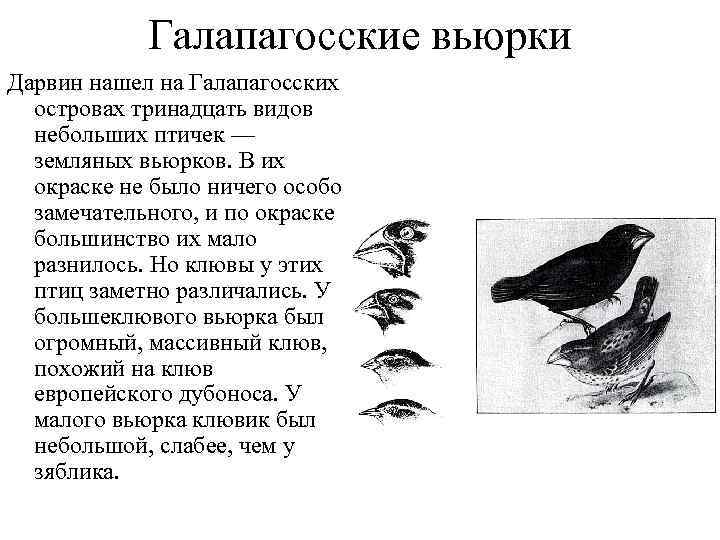 Галапагосские вьюрки Дарвин нашел на Галапагосских островах тринадцать видов небольших птичек — земляных вьюрков.