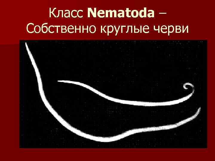 Класс Nematoda – Собственно круглые черви 