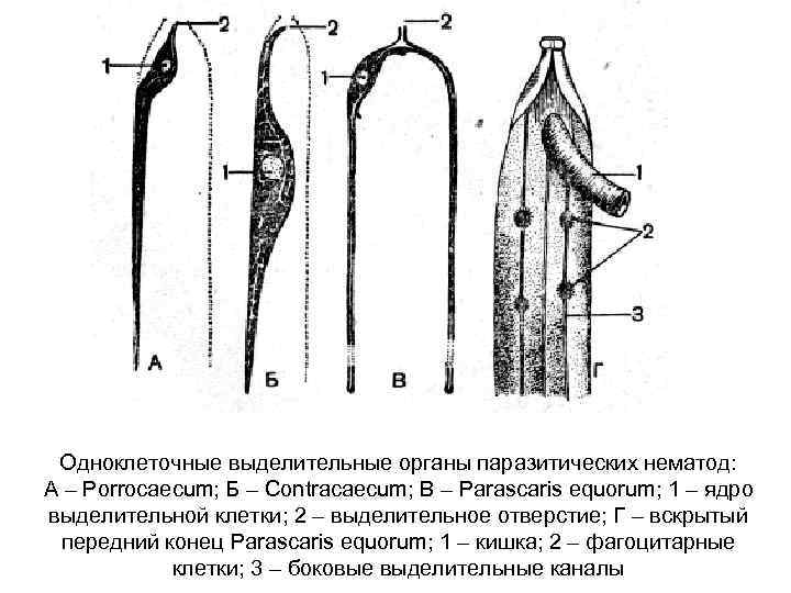 Круглые черви выделительная система